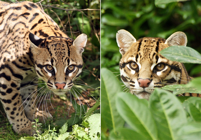 ocelot in the high grass