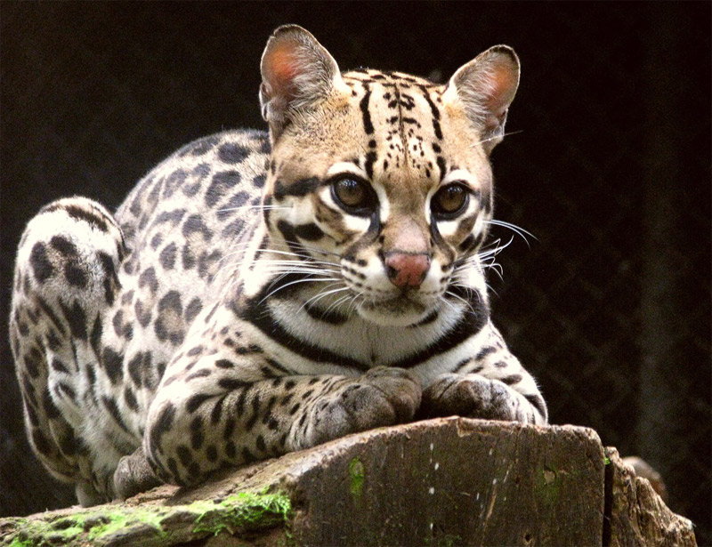 Ocelot in the zoo