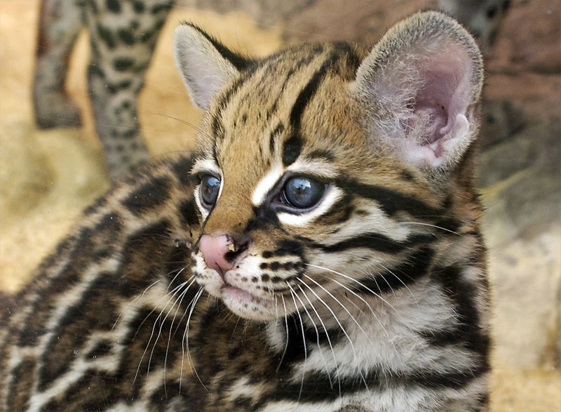 small ocelot