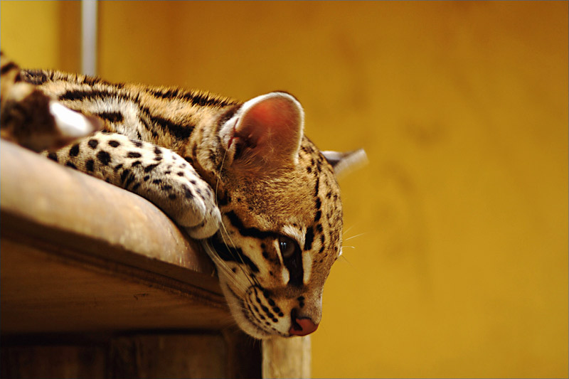 smiling ocelot