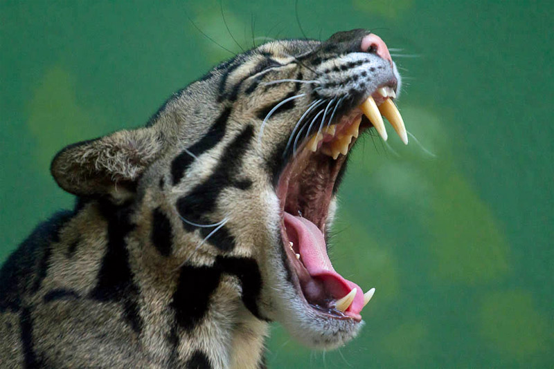 yawning ocelot