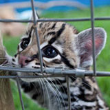 Baby Leopards