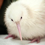 White kiwi bird