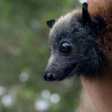Pemba Flying Fox