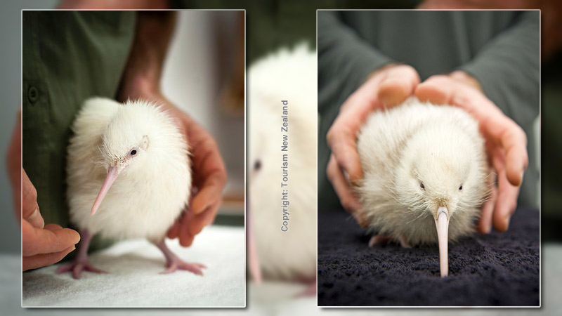 New Zealand Wildlife Center employee holds newly born rare white kiwi bird. Photo by Tourism New Zealand