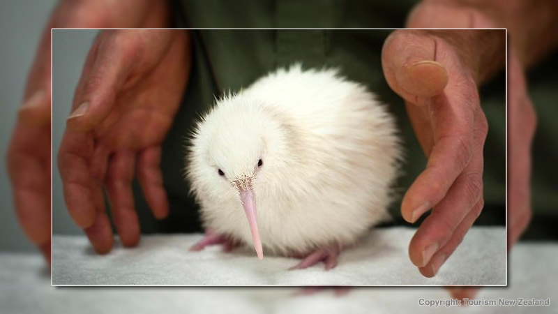 White kiwi bird hatched in New Zealand Wildlife Center. Photo by Tourism New Zealand