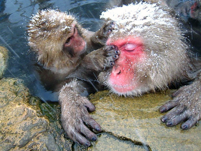 12. Baby monkey and its mother. Photo by Wajimacallit