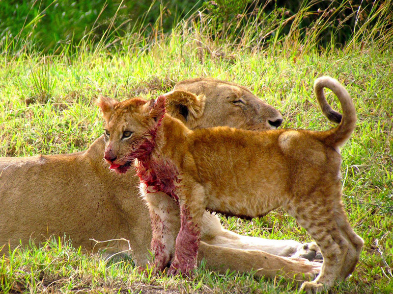 What do lion cubs eat?