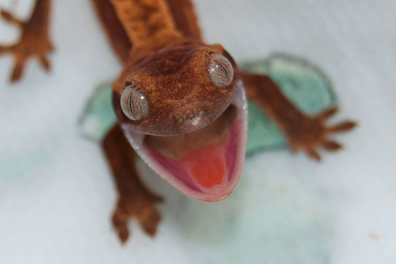 17. Cute little gecko