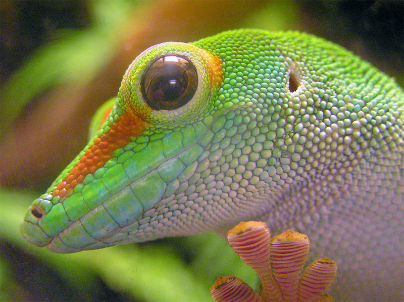 13. Cute shy gecko