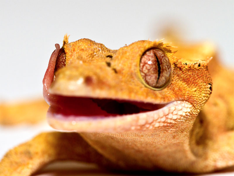 2. Eye-licking good! The gecko's eyes have no lids and protected by the transparent membrane instead. Geckos licking their eyes with their tongues to clean up and moisturize it. Photo by Kenny Alexander