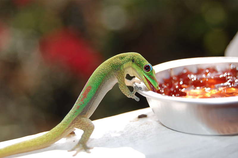 3. Cute green gecko is eating jam from a bowl. Photo by Martha Heinemann Bixby