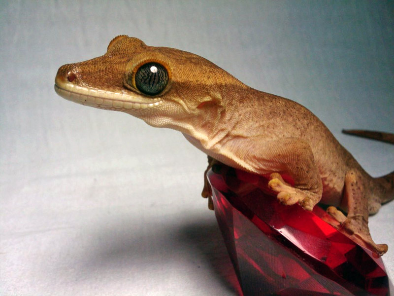 15. Cute gecko hanging on a glass gem