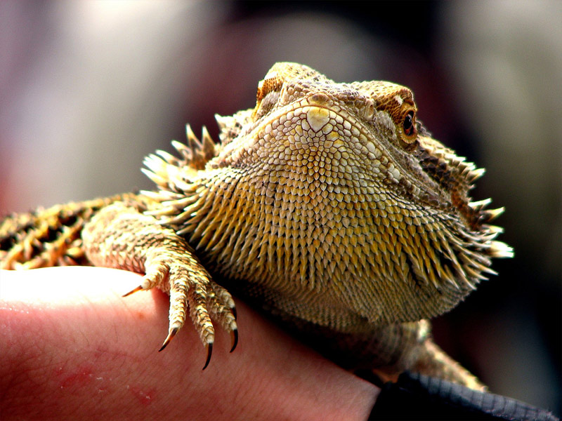 5. Gecko named Gordon. Photo by Garry Knight