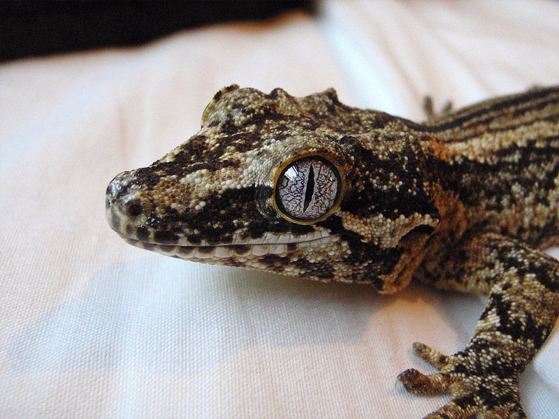 8. Horned Gargoyle gecko. Photo by Chris Moody, Fresh Air Photography