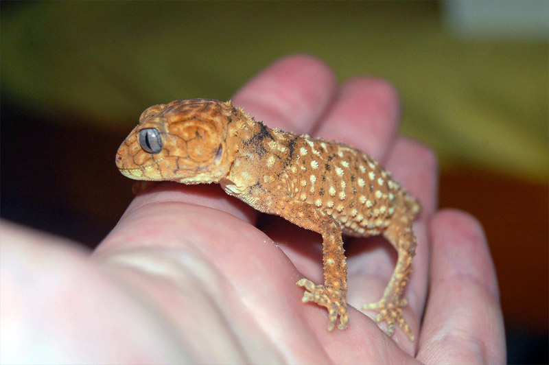 14. Knob-tailed gecko