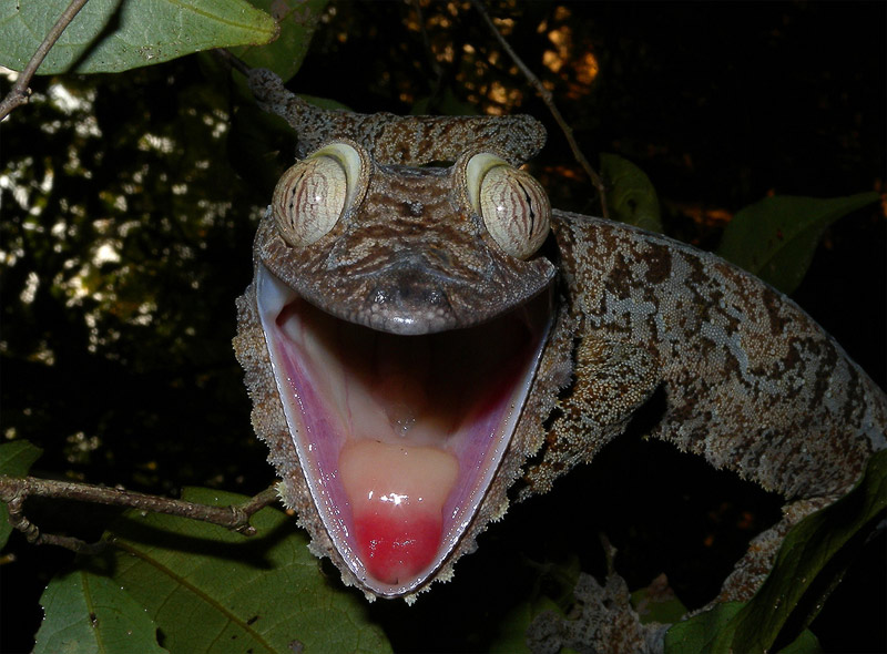 12. Giant leaf-tailed gecko from Madagascar. Photo by Frank Vassen