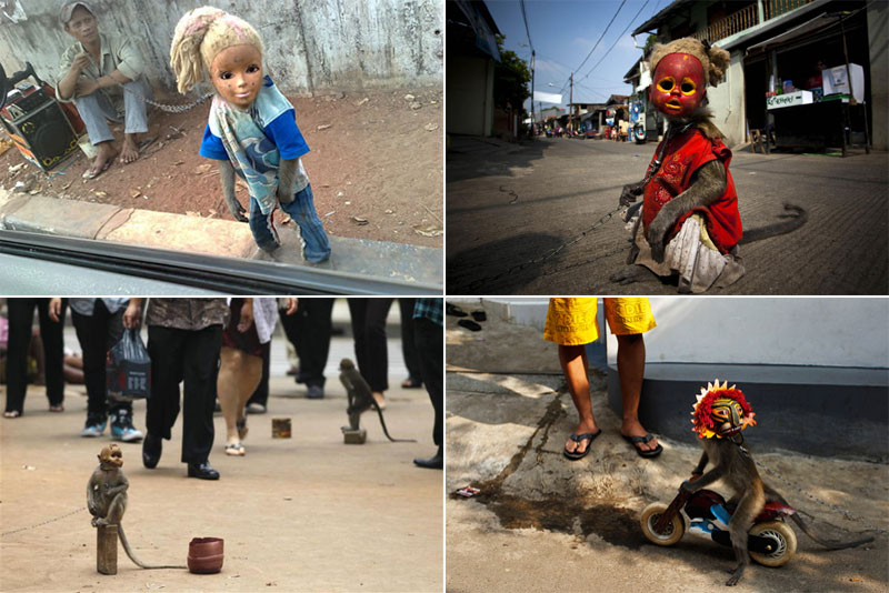 Masked monkeys on the streets of Indonesia