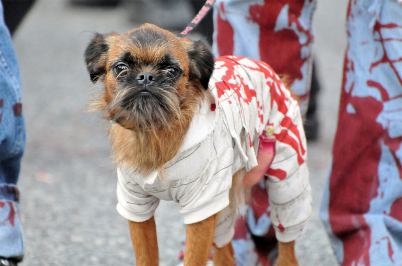 19. Zombie dog at the Pittsburgh Zombie Walk 2010. Photo by the Cory Cousins