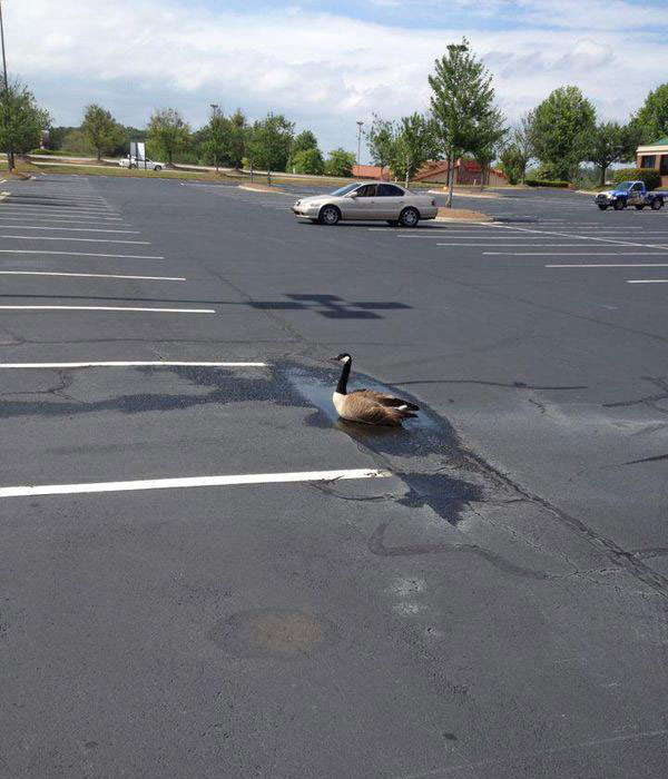 4. Duck in the puddle in the parking lot