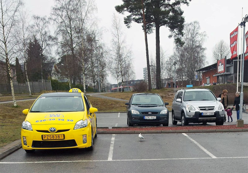 2. A seagull has parked itself right into the spot