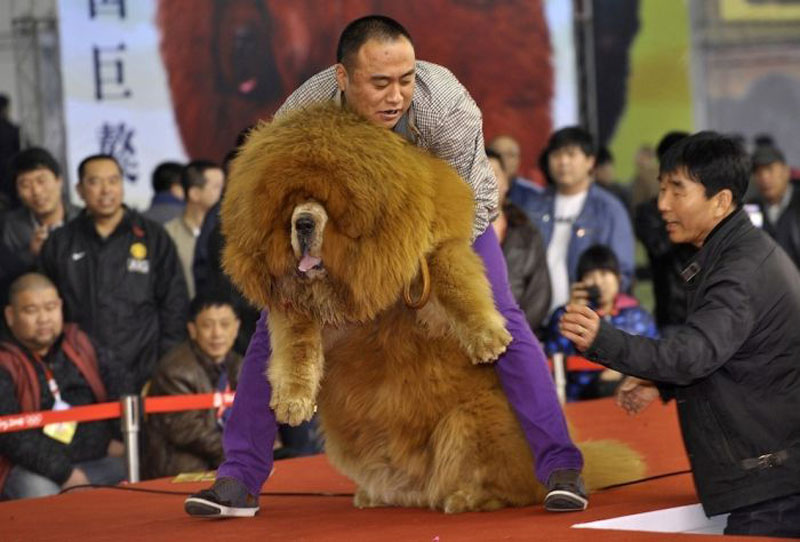 Biggest Chow Chow