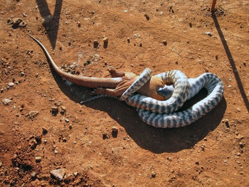 python eating goanna