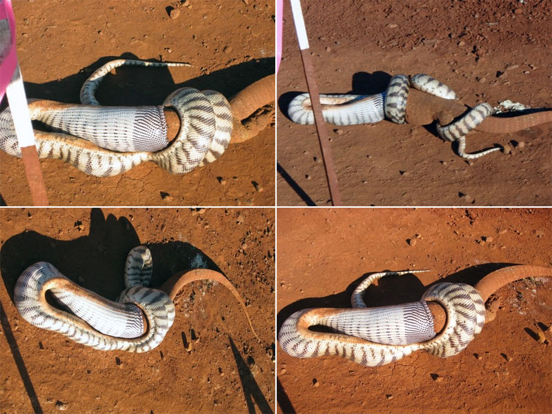 python eating goanna