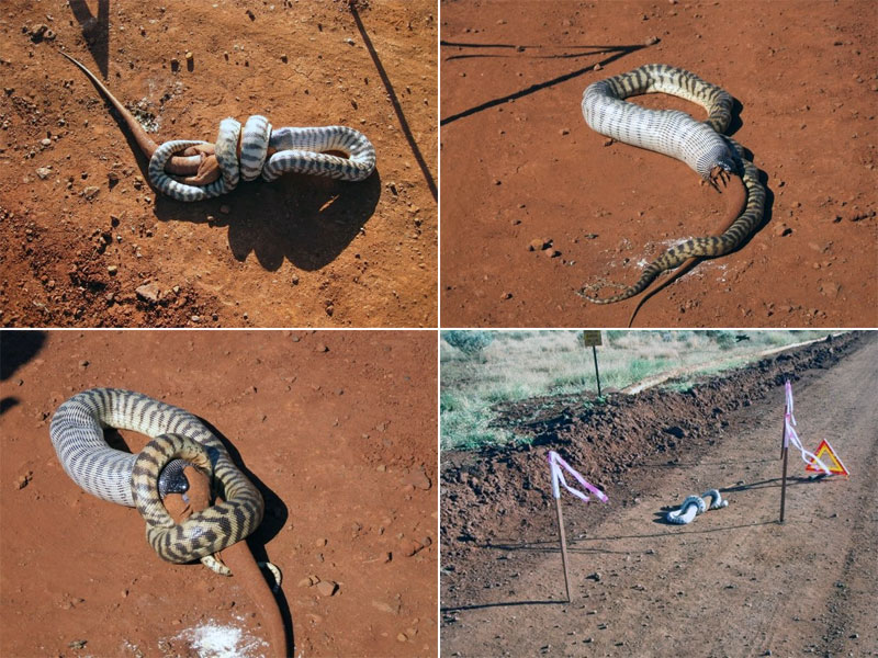 python eating goanna