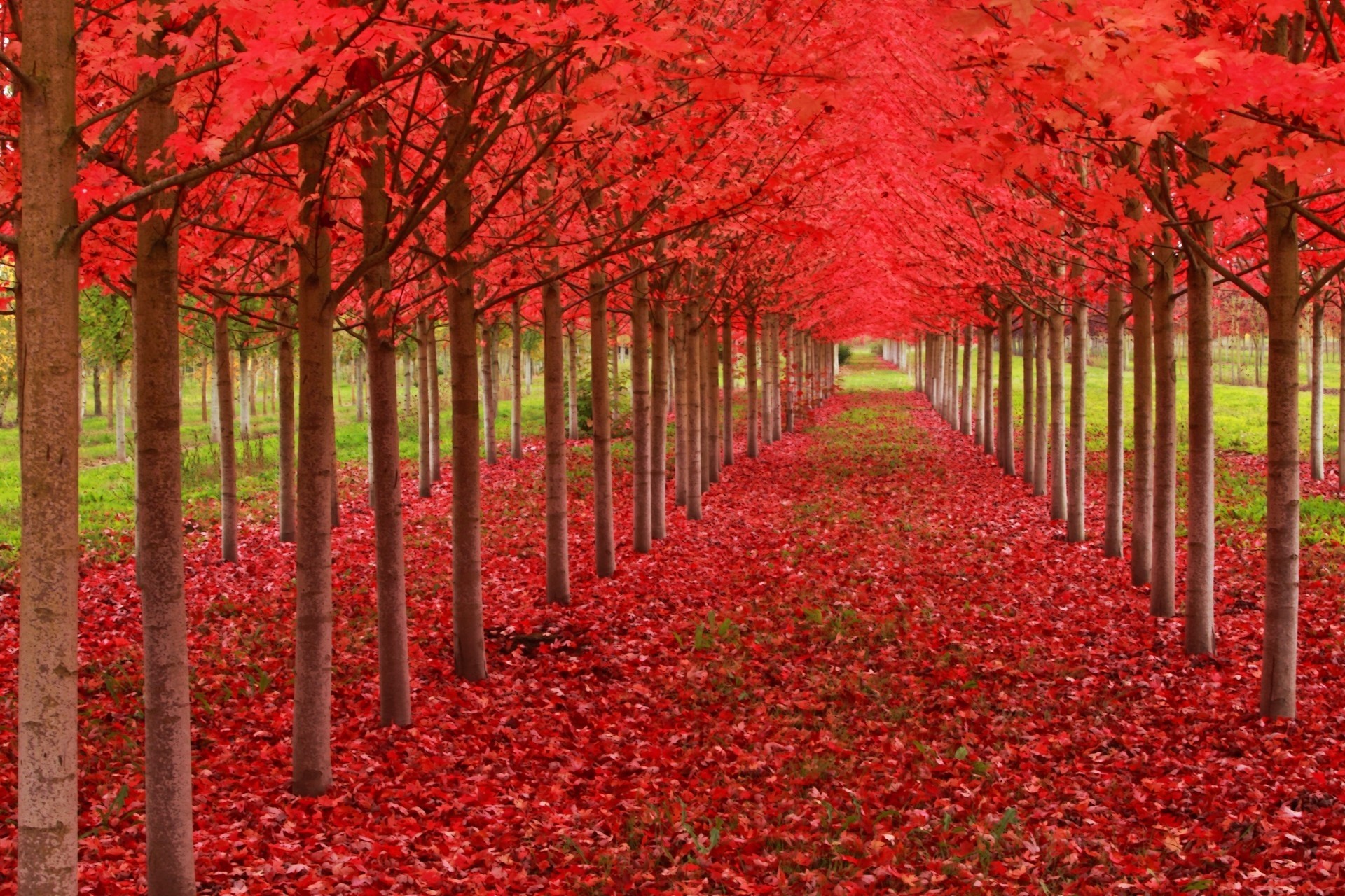 Tunnels from trees