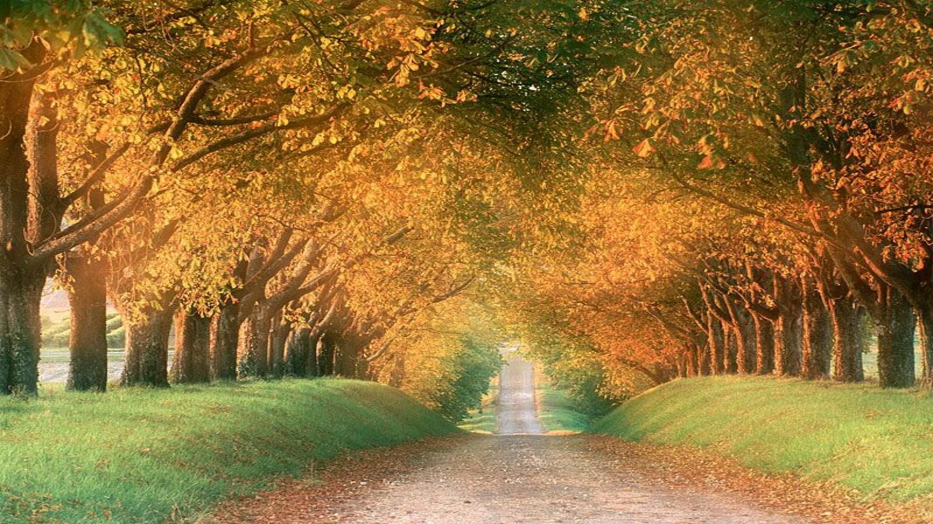 Tunnels from trees