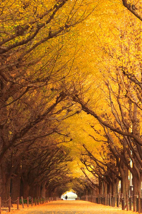 Tunnels from trees