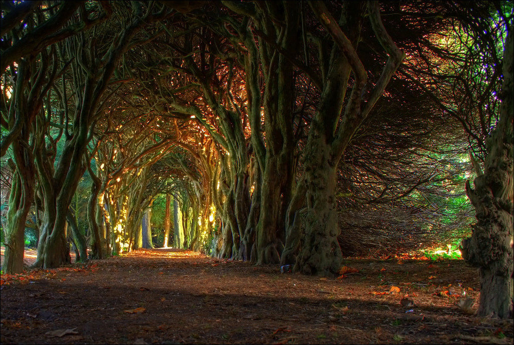 Tunnels from trees