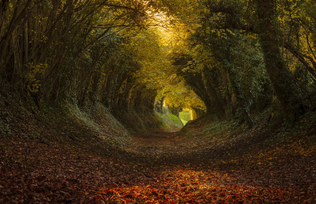 Tunnels from trees