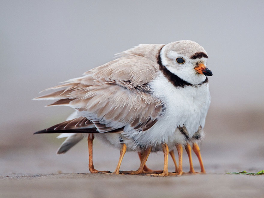 These animals will teach us how to be good parents