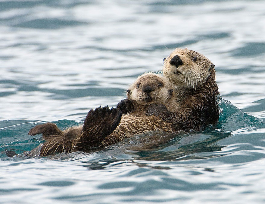 These animals will teach us how to be good parents