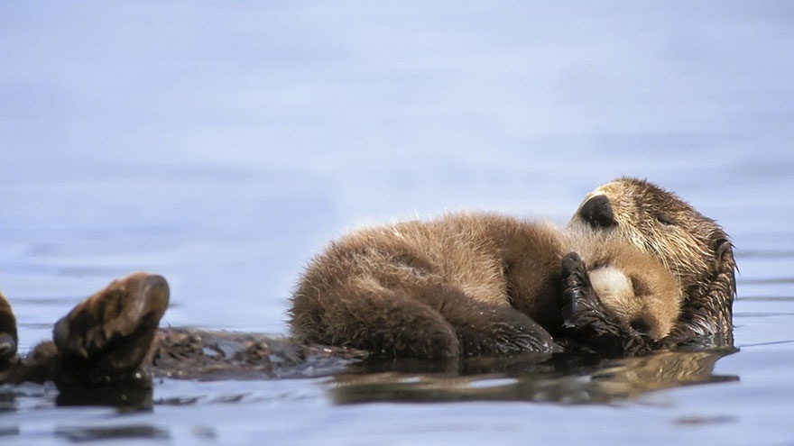 These animals will teach us how to be good parents