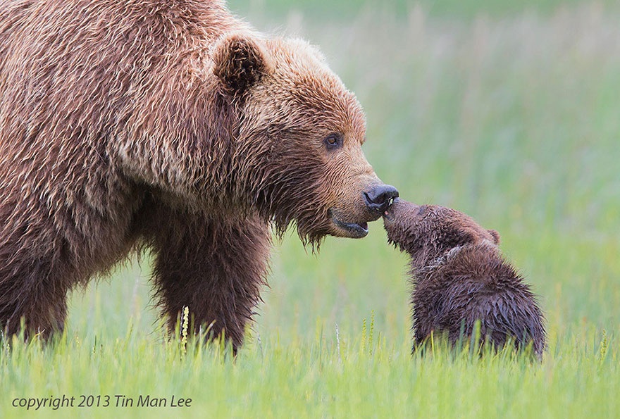 These animals will teach us how to be good parents