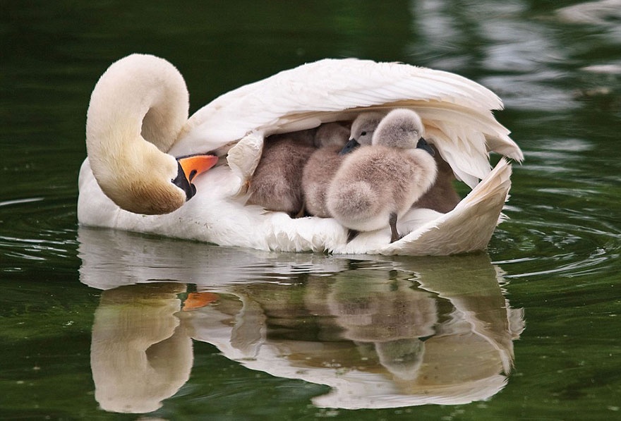 These animals will teach us how to be good parents