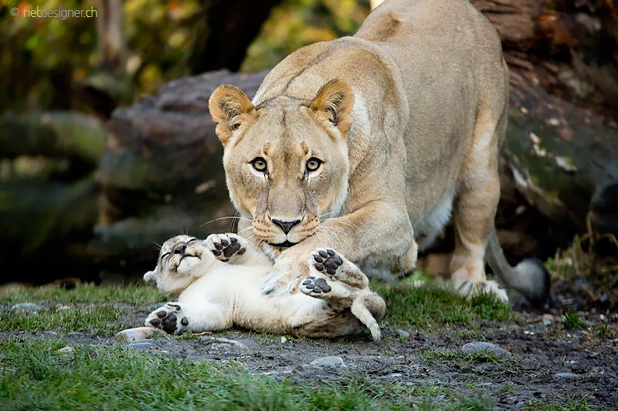 These animals will teach us how to be good parents