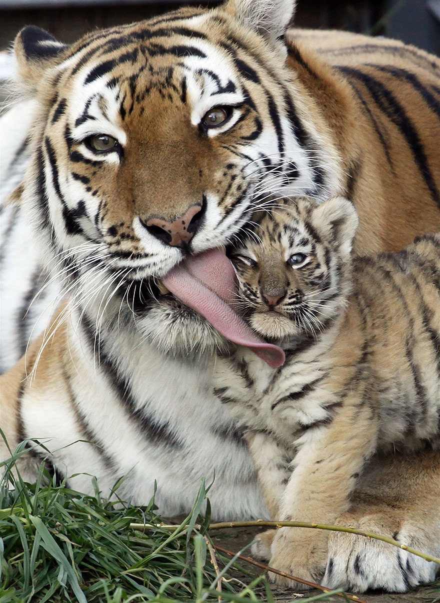 These animals will teach us how to be good parents