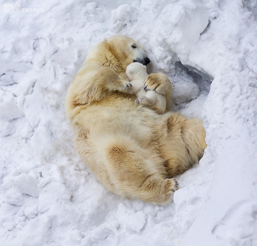 These animals will teach us how to be good parents