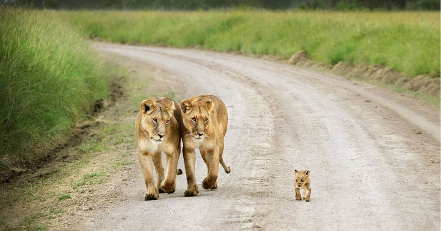 These animals will teach us how to be good parents