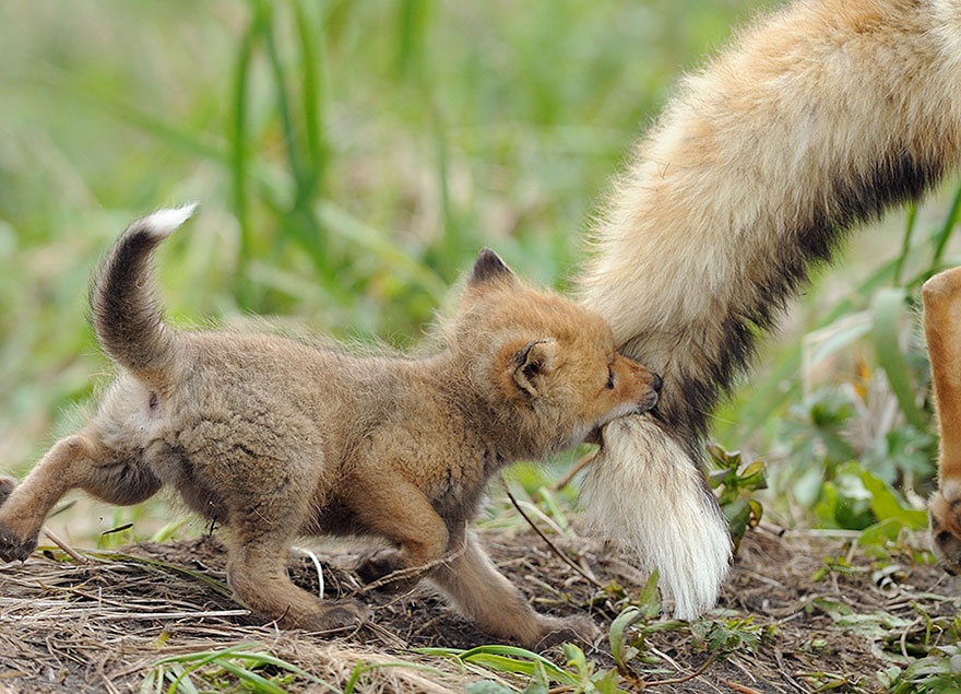 These animals will teach us how to be good parents