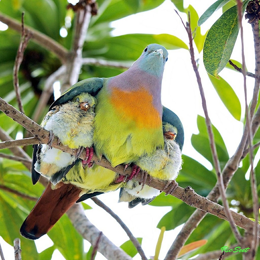 These animals will teach us how to be good parents