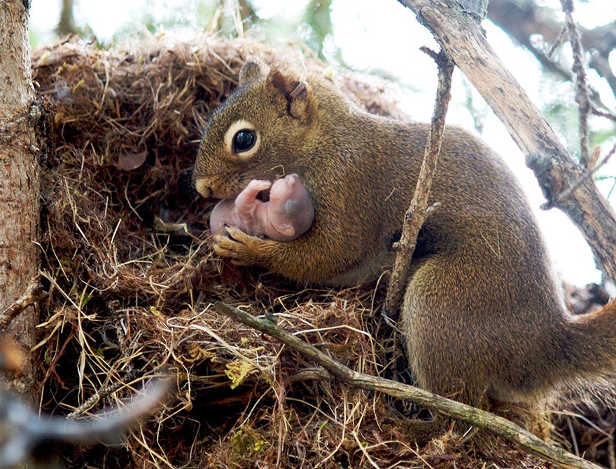 These animals will teach us how to be good parents