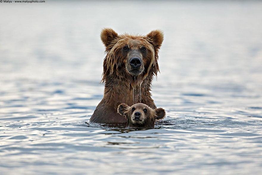 These animals will teach us how to be good parents