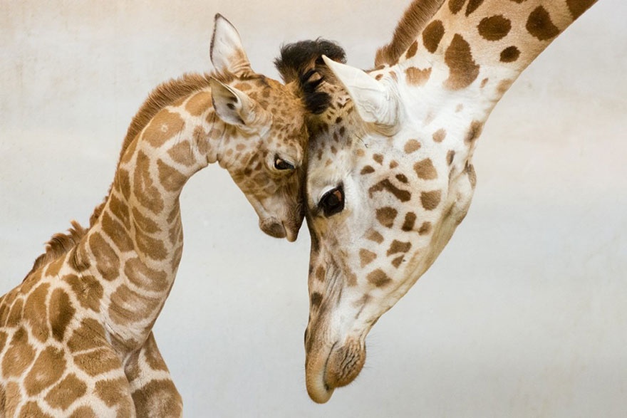 These animals will teach us how to be good parents