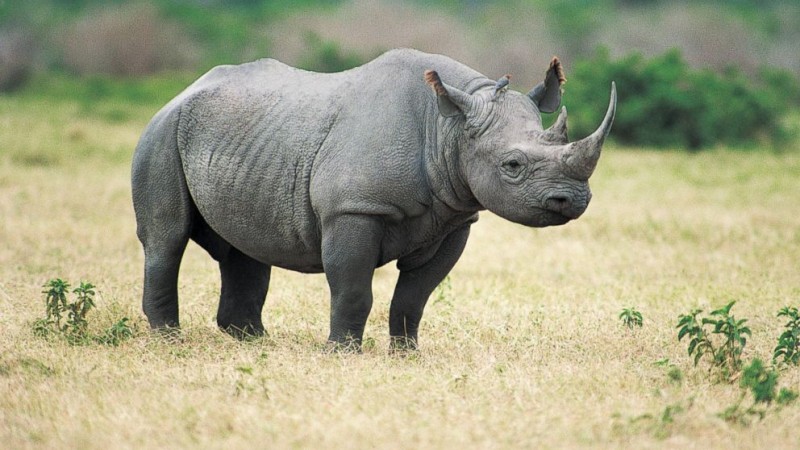 Black Rhino