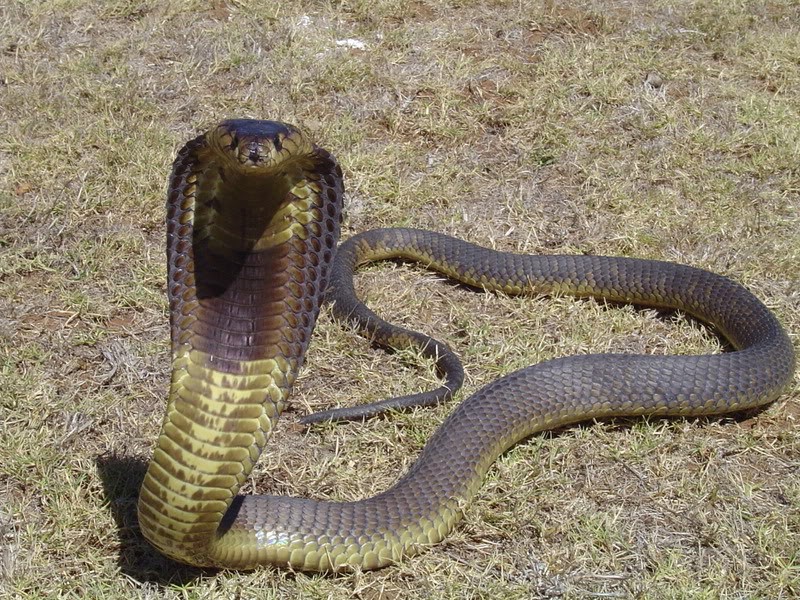 Egyptyan Cobra